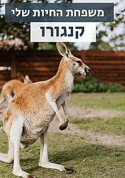 צפייה בסרט המלא משפחת החיות שלי - קנגורו - צפייה בטריילר