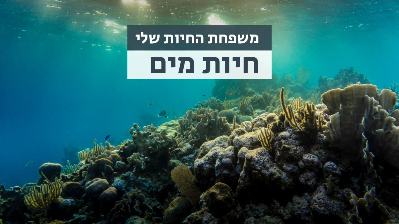 צפייה בסרט המלא משפחת החיות שלי - מים - צפייה בטריילר