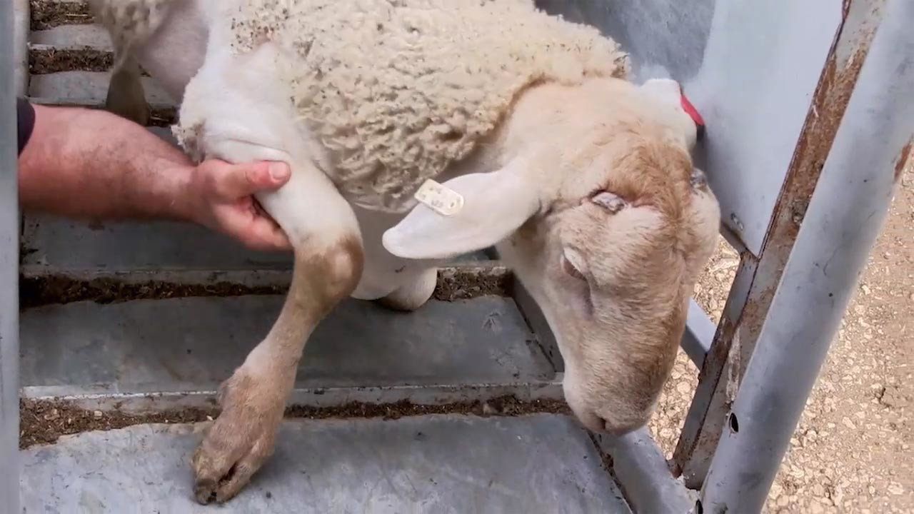 צפייה בסרט המלא - תאוות בשרים - לצפיה בטריילר