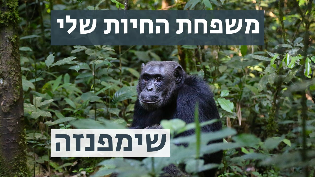 צפייה בסרט המלא משפחת החיות שלי - שימפנזה - צפייה בטריילר
