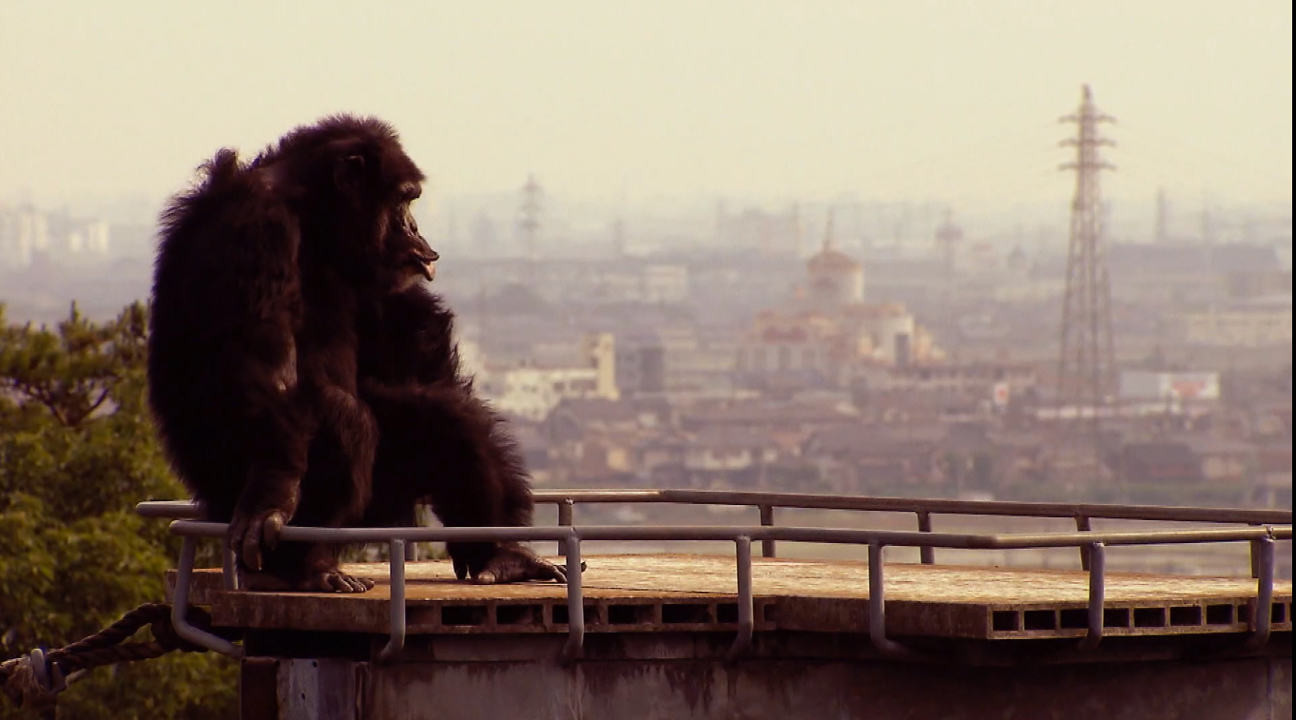 צפייה בסרט המלא - האם חיות חושבות? - לצפיה בטריילר