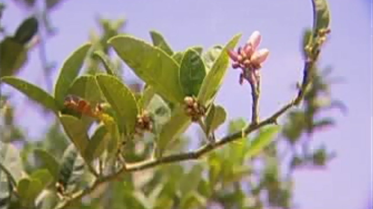 צפייה בסרט המלא - אתרוגים מהסולטן - לצפיה בטריילר