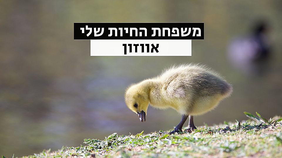 צפייה בסרט המלא משפחת החיות שלי - אווזון - צפייה בטריילר
