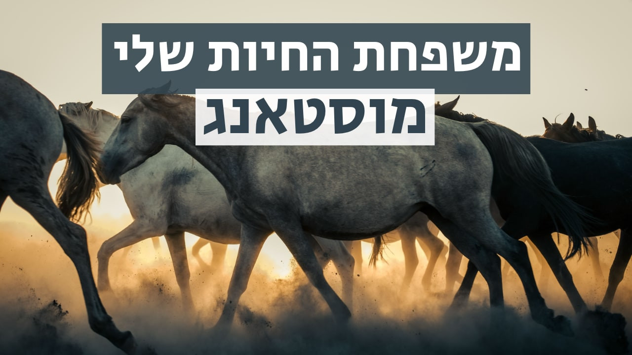צפייה בסרט המלא משפחת החיות שלי - מוסטאנג - צפייה בטריילר