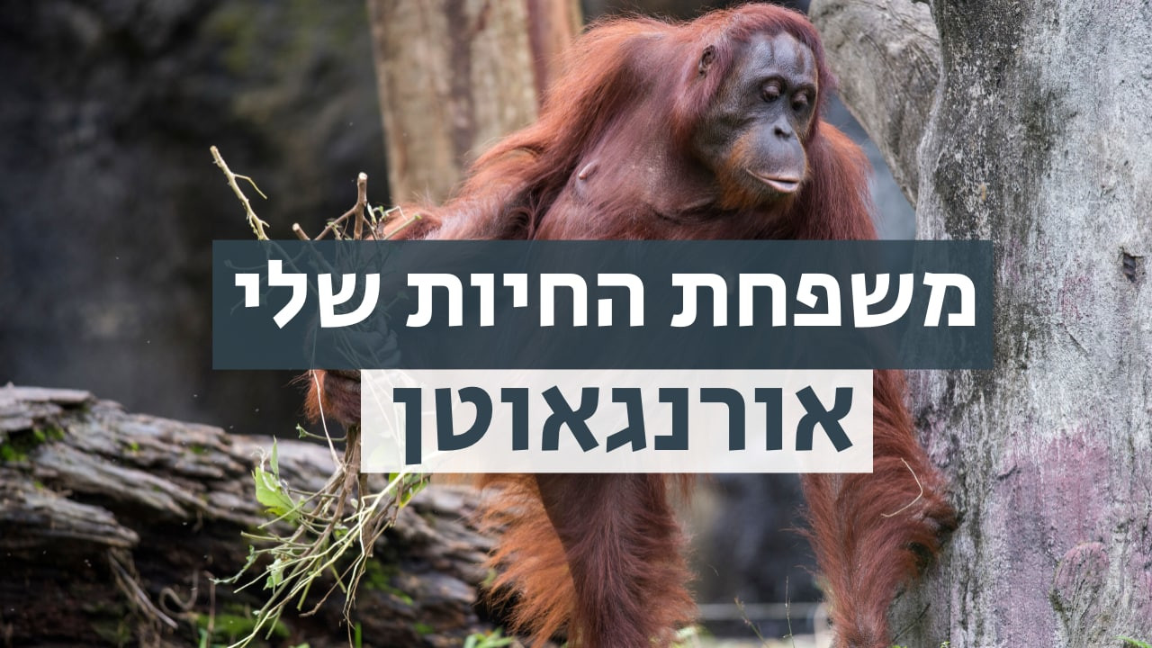 צפייה בסרט המלא משפחת החיות שלי - אורנגאוטן - צפייה בטריילר