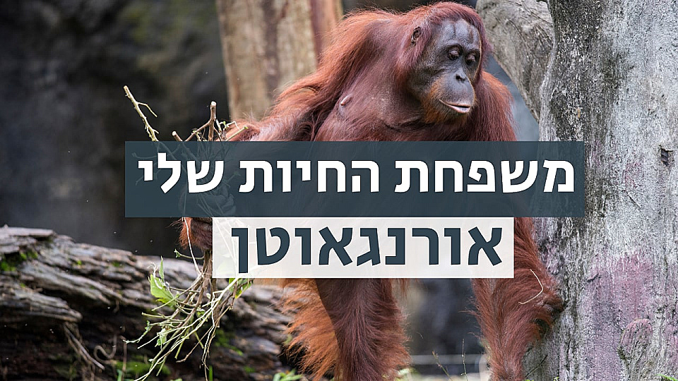 צפייה בסרט המלא משפחת החיות שלי - אורנגאוטן - צפייה בטריילר