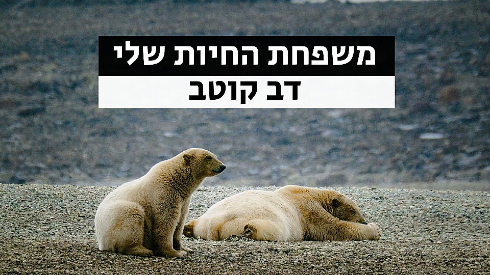 צפייה בסרט המלא משפחת החיות שלי - דב קוטב - צפייה בטריילר