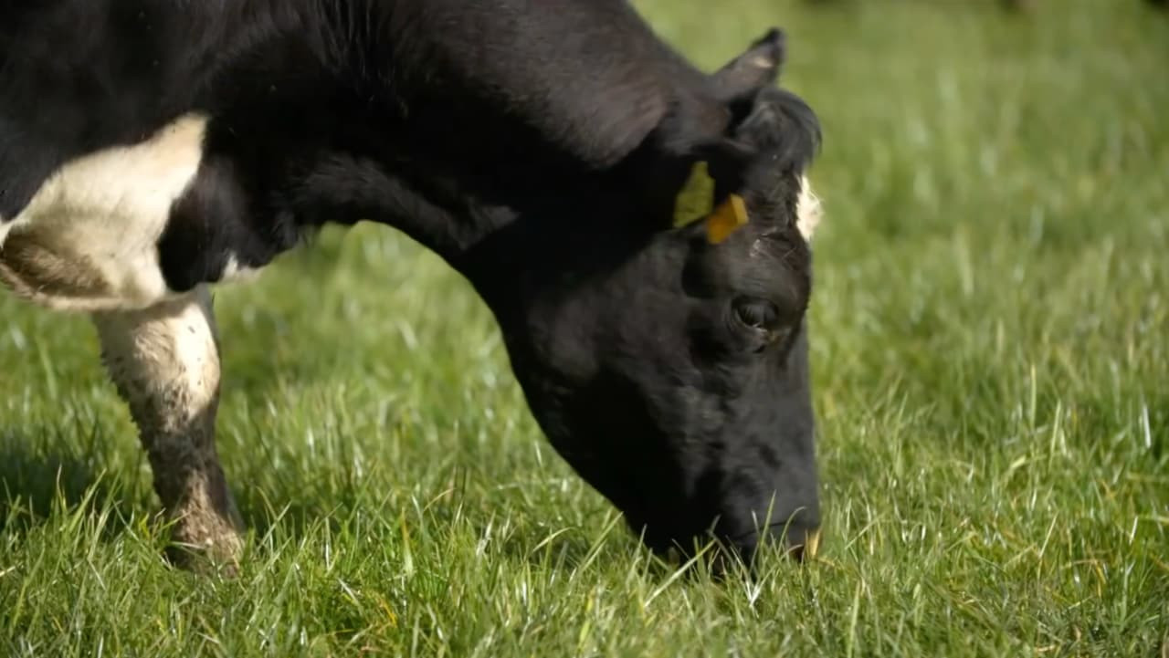 צפייה בסרט המלא - כל האמת על מזון אורגני - לצפיה בטריילר