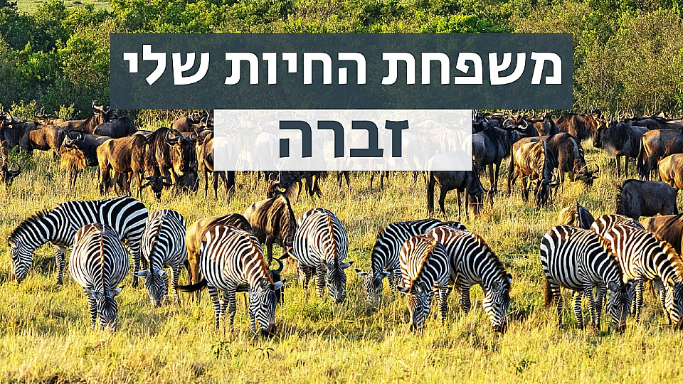 צפייה בסרט המלא משפחת החיות שלי - זברה - צפייה בטריילר