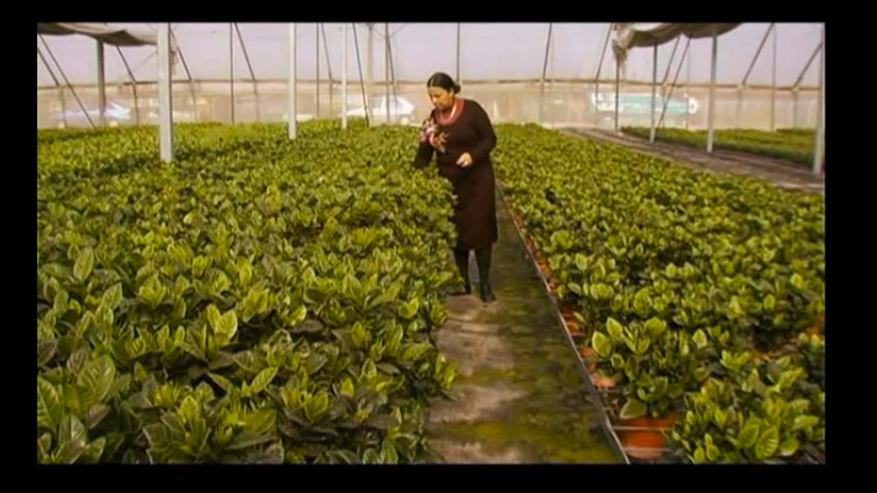 צפייה בסרט המלא - חממה: משפחה בהתנתקות - לצפיה בטריילר