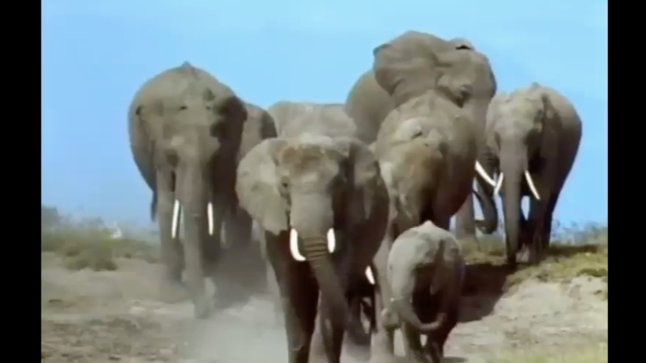 צפייה בסרט המלא - משפחת החיות שלי - פיל - לצפיה בטריילר