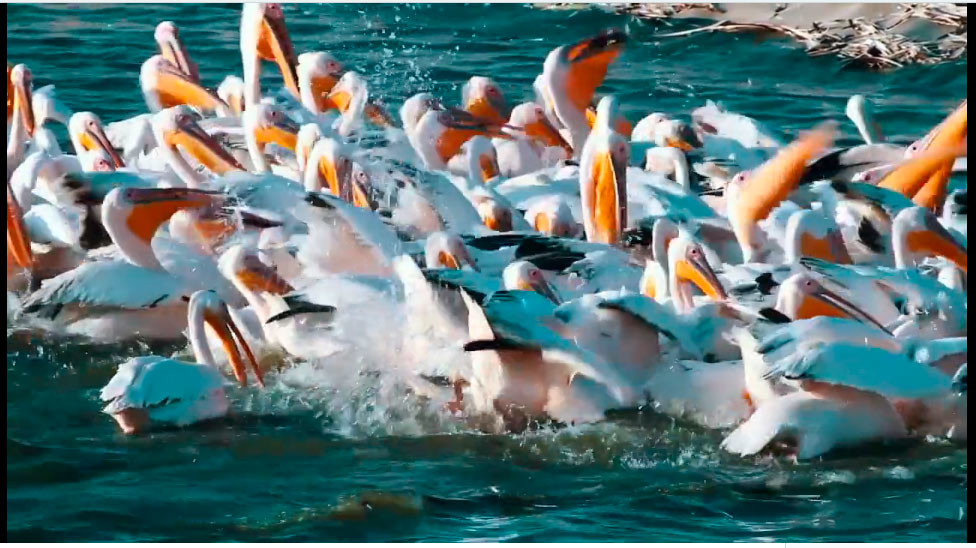 צפייה בסרט המלא - ללא גבולות - לצפיה בטריילר