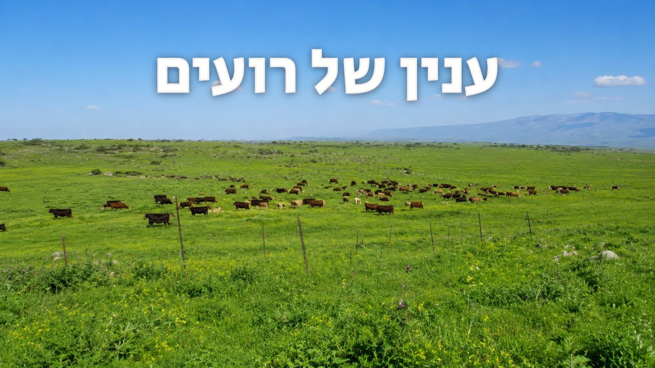 צפייה בסרט המלא ענין של רועים - צפייה בטריילר
