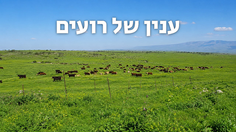צפייה בסרט המלא ענין של רועים - צפייה בטריילר